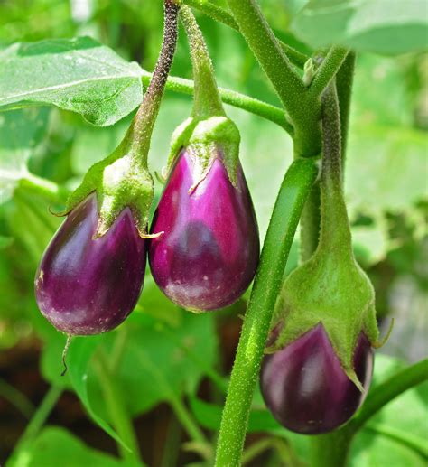 Eggplant Facts Health Benefits And Nutritional Value