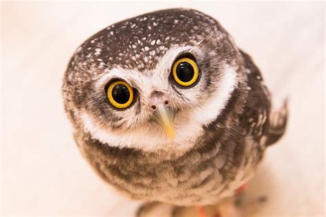 Owl Pose A Wise Move For Nursery Or School Children Inspired By Yoga