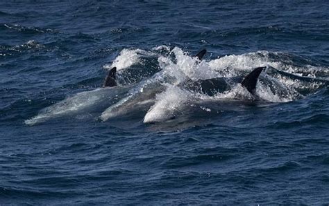 Chilean Dolphin Ocean Treasures Memorial Library