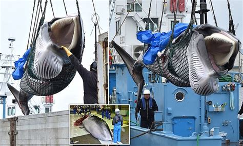 Japan Resumes Commercial Whaling After 31 Years Despite Criticism