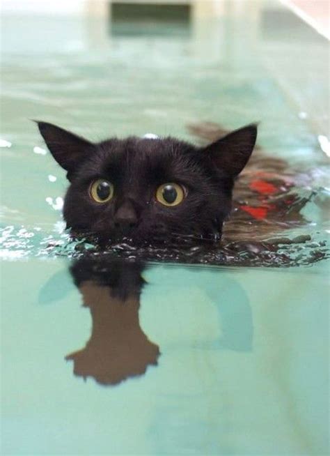 And there are others that swim to get healthy. Cats can not swim but i am a cat and i can swim thats good ...