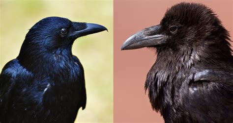 American Crow And Common Raven Side By Side Comparison American Crow