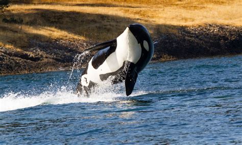 Browse millions of popular 2013 wallpapers and ringtones on zedge. Top 100 Killer Whale Wallpaper Hd - 3d wallpaper