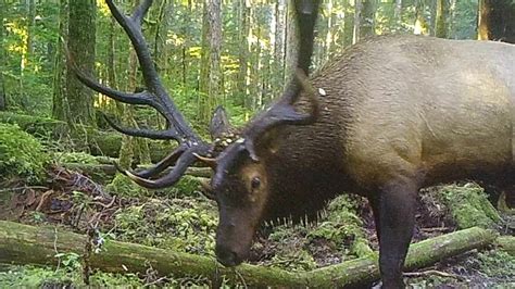 Monster Boone And Crockett Roosevelt Elk Record Bulls Youtube