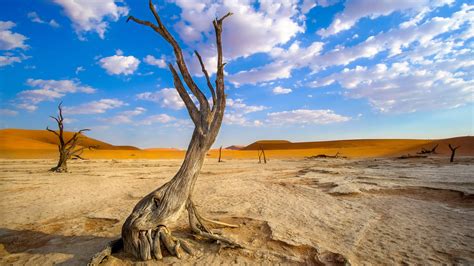 Wallpaper Namibia Africa Wood Desert Landscape 2560x1440