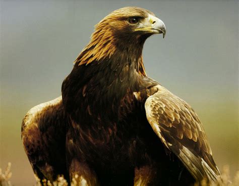 This Is Mexicos National Animal It Is The Golden Eagle Its Similar