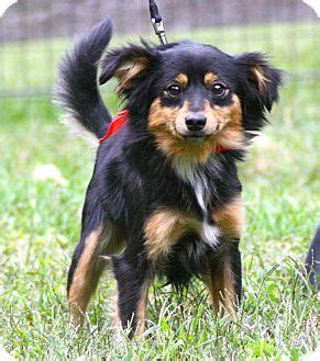 Browse thru thousands of siberian husky dogs for adoption near garden grove, california, usa area, listed by dog rescue organizations and individuals, to find your match. West Grove, PA - Pomeranian/Papillon Mix. Meet Luke, a dog ...