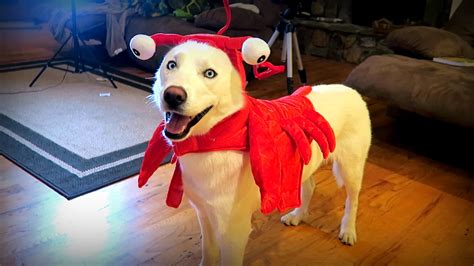10 Cool Dog Halloween Costumes Test