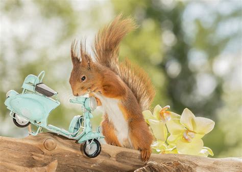 Close Up Of Red Squirrel Standing Photograph By Geert Weggen Fine Art America