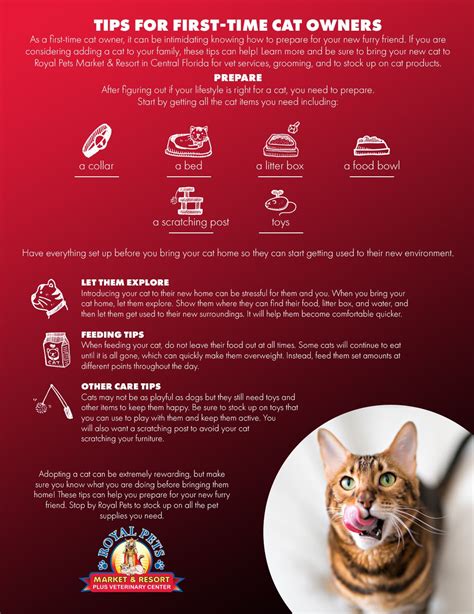 Tips For First Time Cat Owners Royal Pets Market And Resort