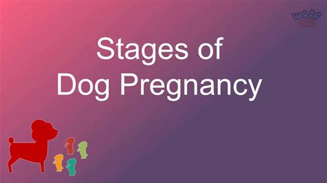 Stages Of Dog Pregnancy