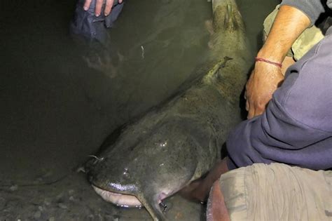Goonch Catfish Giant Catfish Facts Habitat Diet Pictures