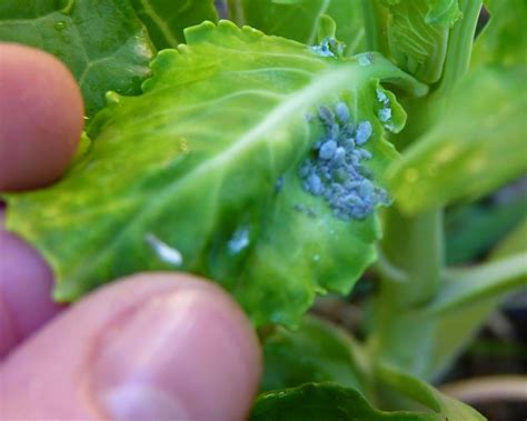 Country Girlie Aphids Eating My Brussel Sprouts I Dont Think So