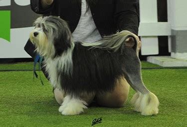 The lowchen breed is also commonly known by the names löwchen, little lion dog, petit chien lion. Welpen