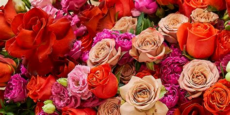 The Meaning Of Different Rose Colors Darcey Flowers