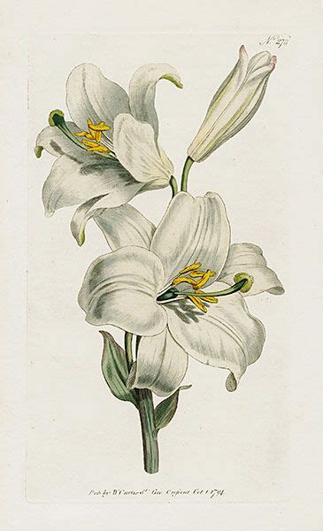 William Curtis Botanical Magazine Antique Prints 1787 1839 Lilies