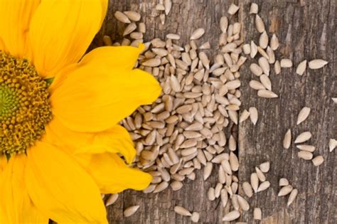 10 Amazing Health Benefits Of Sunflower Seeds