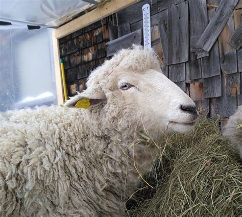 Sick Sheep Seldom Survive Runamuk Acres Conservation Farm
