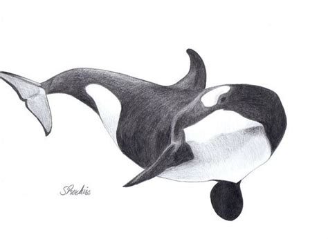 Последние твиты от schol /orca's (@bv_orcas). Schwertwal Kunstdruck von Sara Purkiss Art and Design ...
