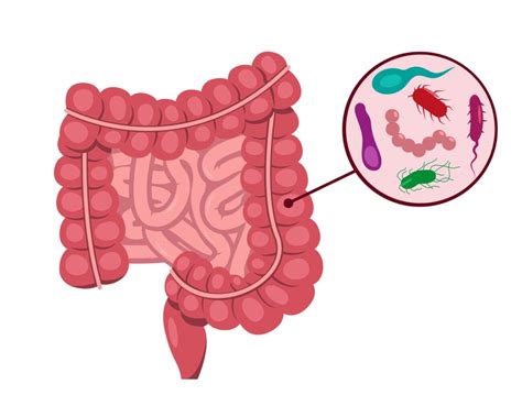 Microbiota Intestinal O Que é Função E Como Melhorar