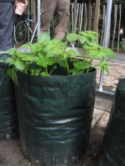 How To Grow Potatoes In Bags And Pots Easy Step By Step Guide Growing