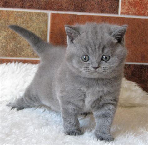 British Shorthair Cats For Sale Jacksonville Fl 201174