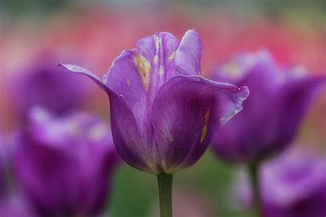 Tulip Time 11 Photograph By Heather Kenward Fine Art America