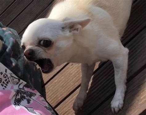 bArKs iN cHihUaHuA | Chihuahua funny, Funny chihuahua pictures