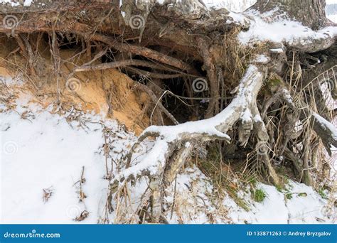 Pine Trees With Gnarled Roots Growing On The Slope Exposed To Soil