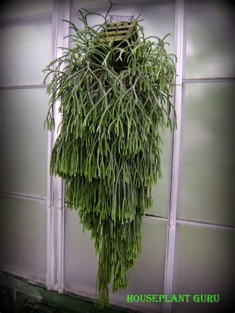 At the tips of the stems dangle dainty 'tassels' where the spores are produced for reproduction. Houseplant Guru: Tassel Ferns-Not Ferns at All