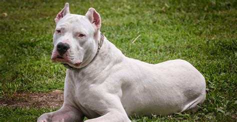 Dogo Argentino Guide Lifespan Size And Characteristics