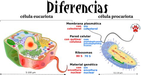 Diferencia Entre Célula Procariota Y Célula Eucariota Compartir Celular
