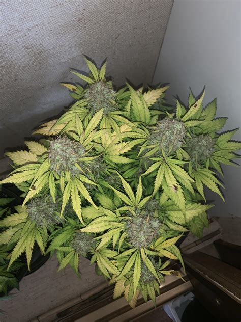 Almost Done Gorilla Glue Auto By Fast Buds Rausents