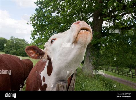 Hereford Cow Mooingscratching Head On Fence West Sussex England