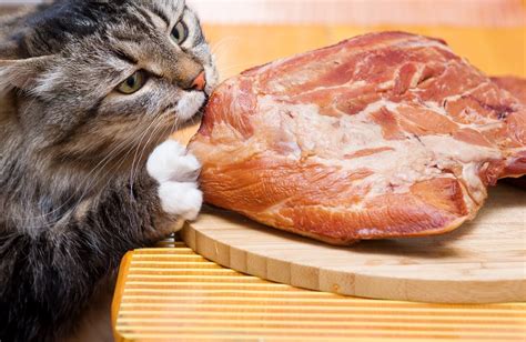 Pork Allergy In Cats Symptoms Causes Diagnosis Treatment Recovery