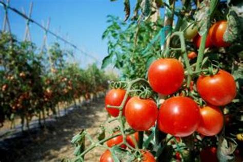 Can You Grow Tomatoes Hydroponically - Dwc Tomatoes