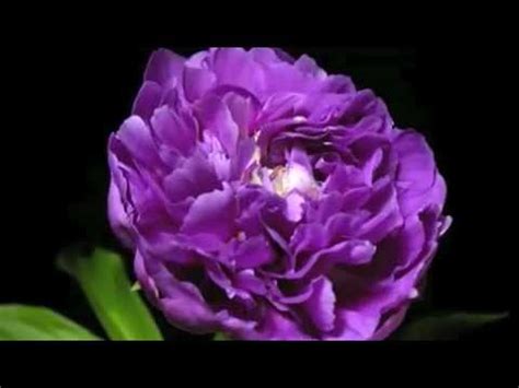 Plantas anuales grandes y medianas. Las flores mas hermosas del Mundo - YouTube