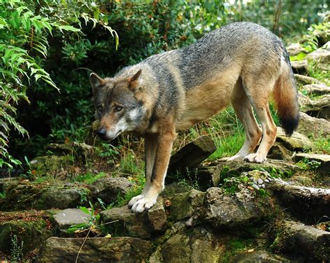 Wolf Paradise Wildlife Park 110911 Flickr Photo Sharing