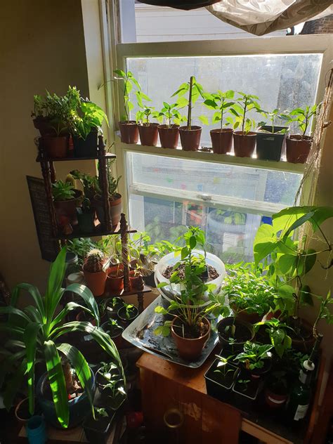 My Windowsill Garden Rindoorgarden