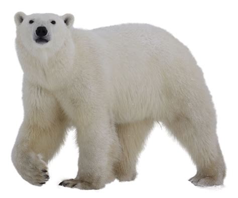 Polar White Bear Png