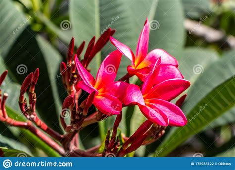 Large Green Plumeria Obtusa Plants With Red Flowers Grow In A Tropical