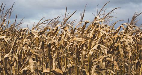 Turning Corn Field Waste Into Profit Another New Ag Company Investing
