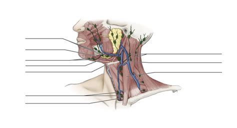 Anterior Cervical Lymph Nodes Slideshare