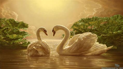 Free Download Download Beautiful Love Swan Wallpaper Full Hd Wallpapers