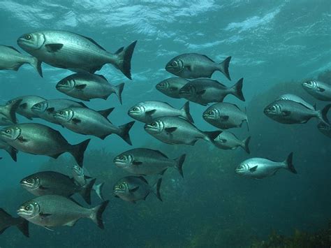 In this article, we will discuss the history, principles and significance of the callus culture. Migration in fishes - Online Biology Notes