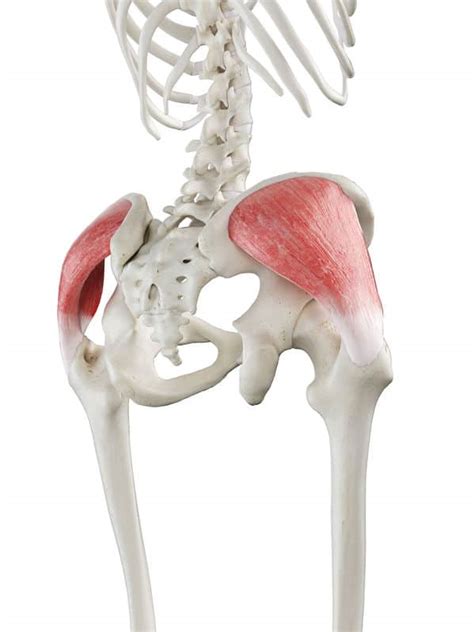 A Common Cause Of Hip Pain The Gluteus Medius