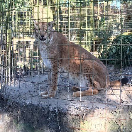 Site designed and maintained by simply done tech solutions. Big Cat Rescue (Tampa) - 2019 All You Need to Know BEFORE ...