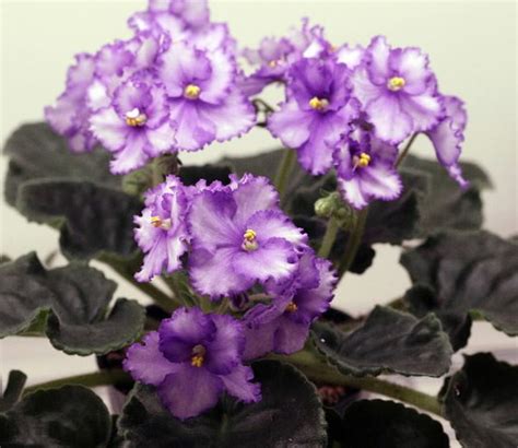 Solutions For Controlling Mealybugs On African Violets Ask Osu
