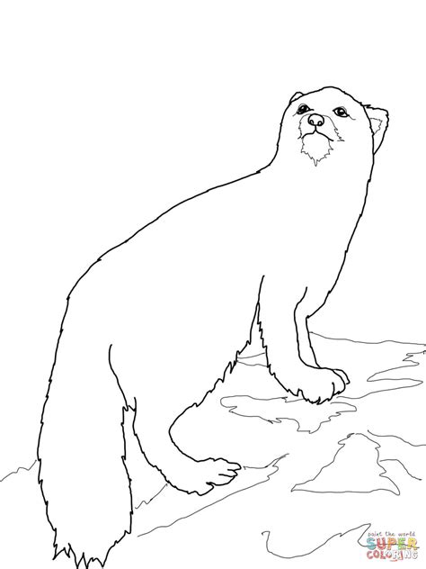 Arctic Fox Coloring Pages Coloring Pages