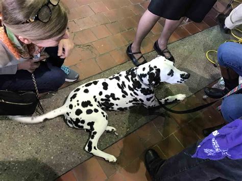 Updated Dalmatian Breed Of The Week Urban Dog